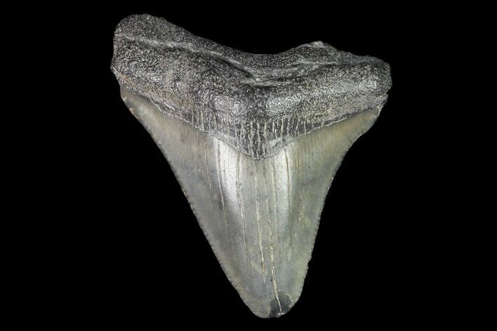 Juvenile Megalodon Tooth - Georgia #101400